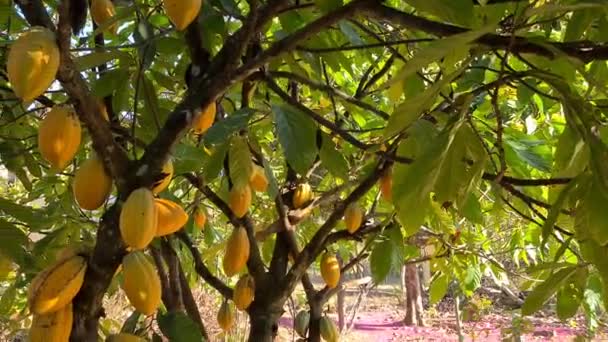 Kakaofrüchte Hängen Baum — Stockvideo