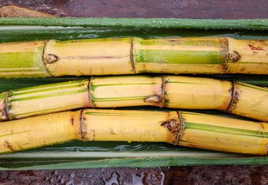 Şeker kamışı, taze şeker kamışı, şeker kamışı tarımı.