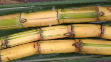 Şeker kamışından elde edilen içecek, cachaca.