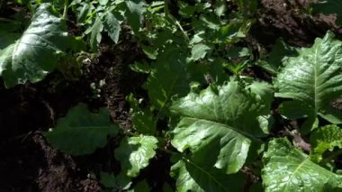 Genç yeşil lahana yaprakları