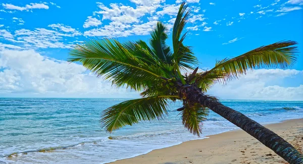 椰子树 绿椰树 平静的大海 — 图库照片