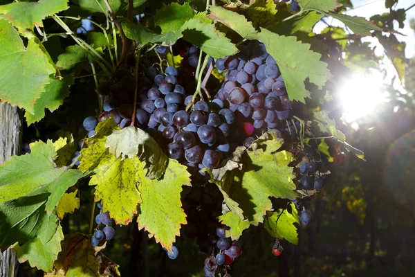 Hermosos racimos de uvas —  Fotos de Stock