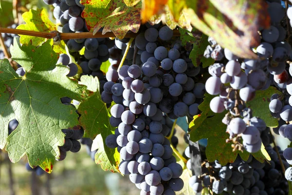 Hermosos racimos de uvas — Foto de Stock