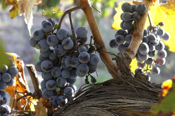 Hermosos racimos de uvas — Foto de Stock
