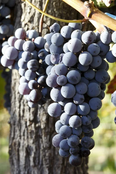 Bellissimi grappoli d'uva — Foto Stock