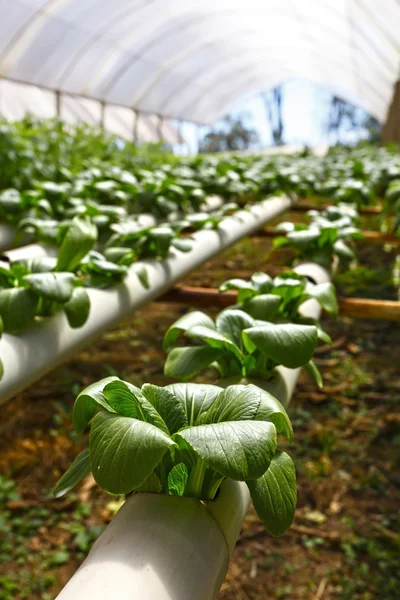 Piantagione verde idroponica — Foto Stock