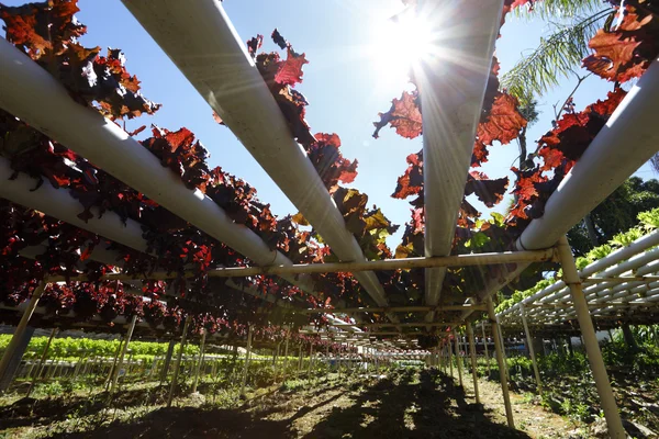 Green Planting hydroponics — Stock Photo, Image