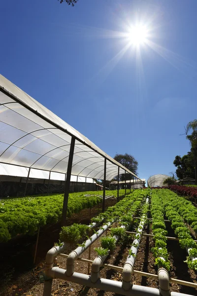 Hidropónica de plantación verde —  Fotos de Stock