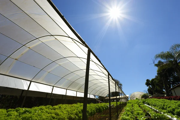 Piantagione verde idroponica — Foto Stock