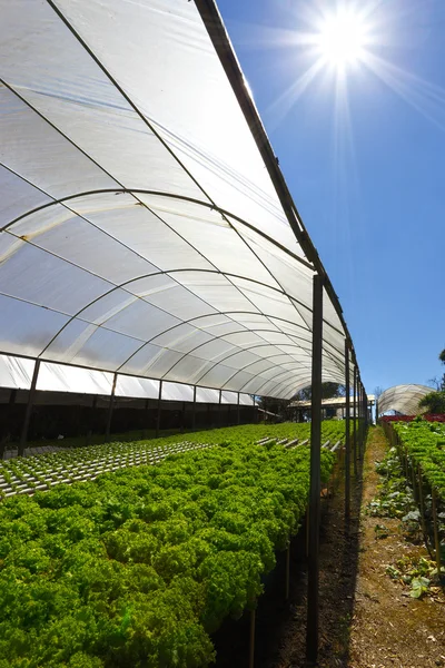 Green Planting hydroponics — Stock Photo, Image