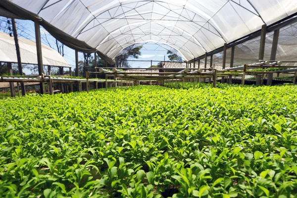 Green Planting hydroponics — Stock Photo, Image