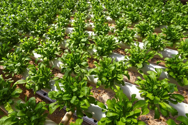 Zöld ültetés hidroponikus — Stock Fotó