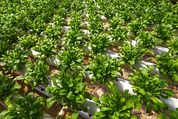 Green Planting hydroponics — Stock Photo, Image