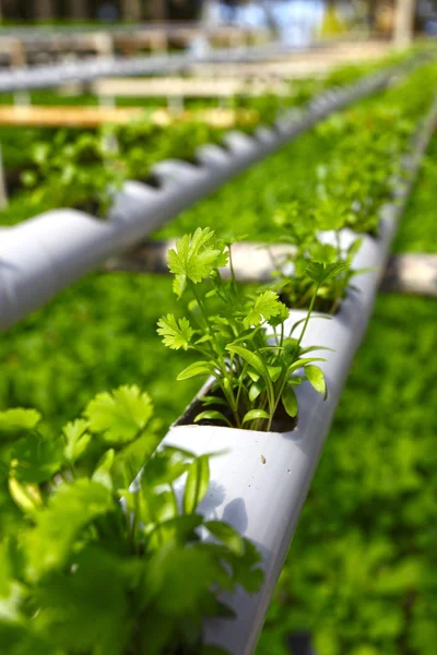 Green Planting hydroponics — Stock Photo, Image