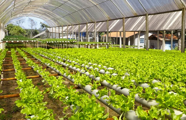 Green Planting hydroponics — Stock Photo, Image