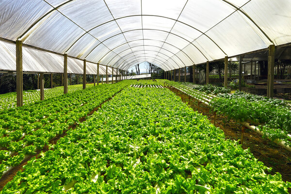 Green Planting hydroponics