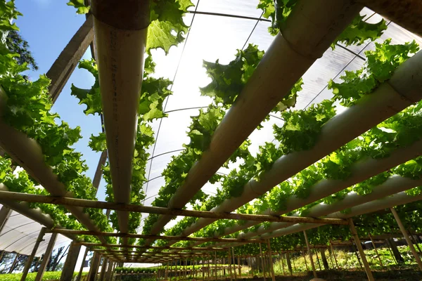 Green Planting hydroponics — Stock Photo, Image