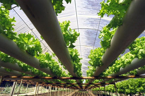 Green Planting hydroponics Stock Picture