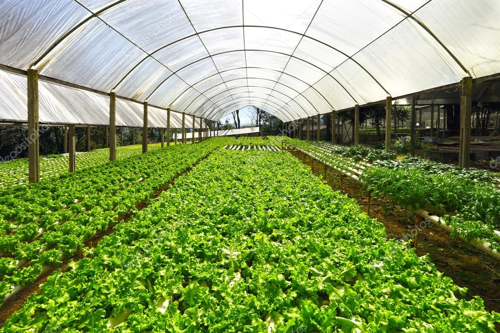 Green Planting hydroponics