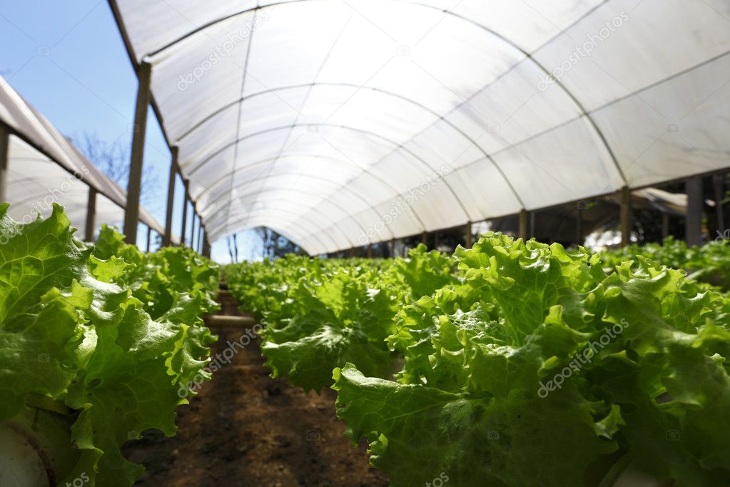 Green Planting hydroponics