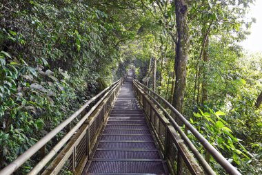 Old  rusty bridge between trees