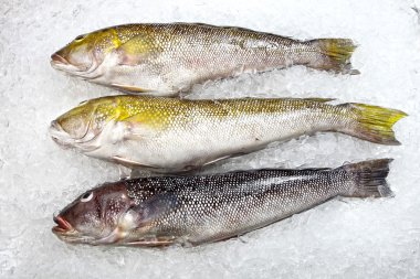 Raw sea fishes on ice