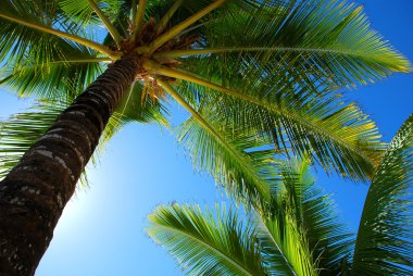 Picturesque palm trees with clear sky