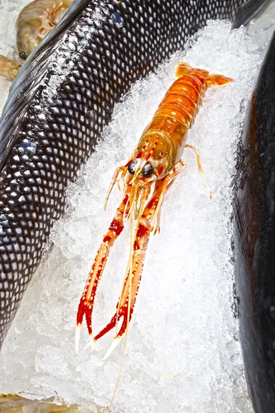 Fruits de mer crus sur glace — Photo