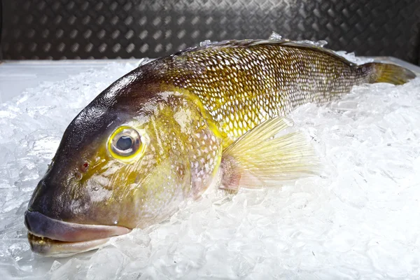 Pesce di mare crudo su ghiaccio — Foto Stock