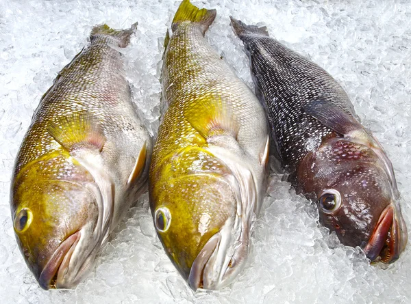 Raw sea fishes on ice — Stok fotoğraf