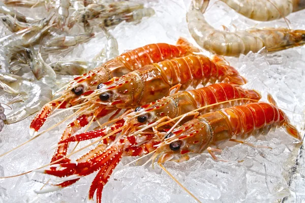 Crevettes fraîches sur glace — Photo