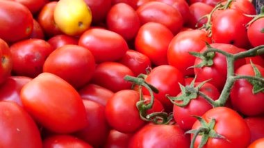 Fuarda taze domates