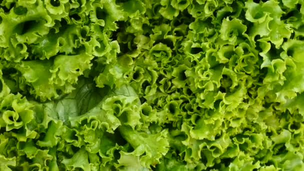 Zöld saláta levél — Stock videók
