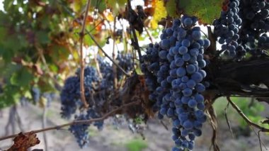 Malzeme çekme üzüm, Arjantin