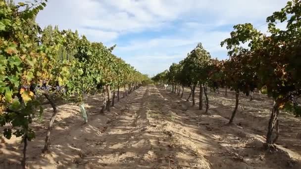 Recolección de uvas, Argentina — Vídeo de stock