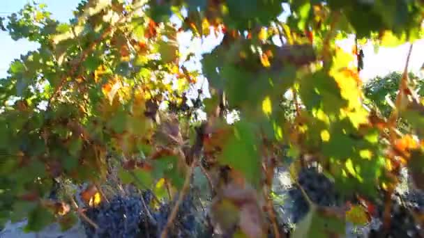 Picking grapes, Argentina — Stock Video