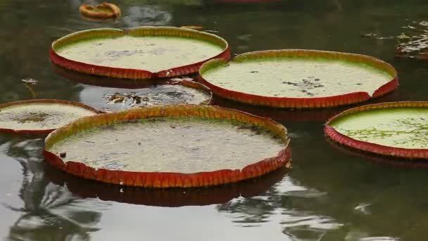 Florescendo Vitória Regia — Vídeo de Stock