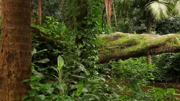 Красивый атлантический лес — стоковое видео