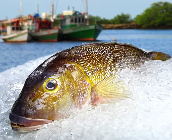 Tienda de pescado en la playa con barco en el fondo —  Fotos de Stock