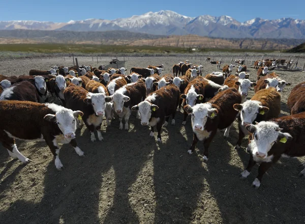 Hereford szarvasmarha egy gazdaságban — Stock Fotó