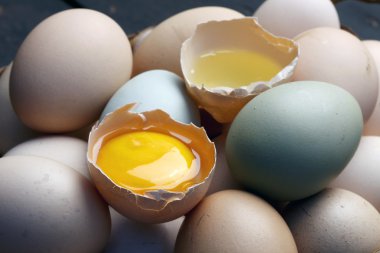 Taze yumurta çiftliği