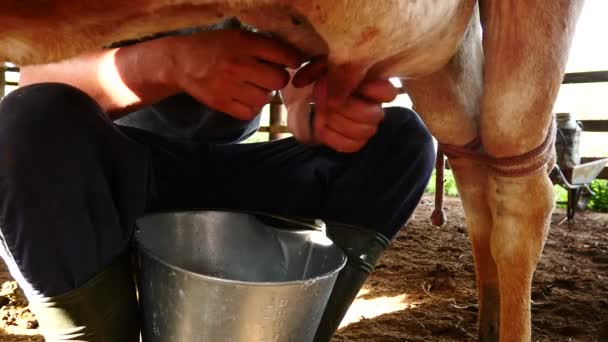 Человек доит корову — стоковое видео