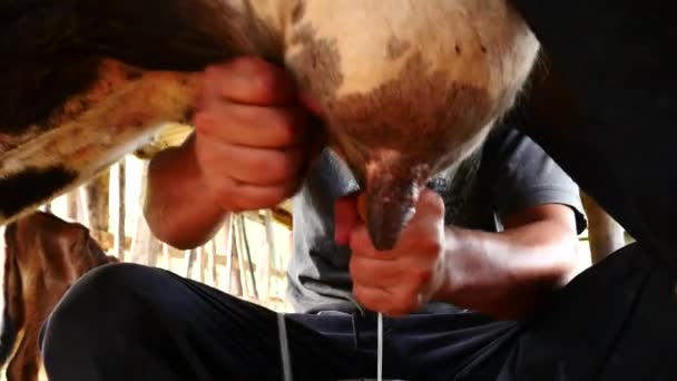 El hombre ordeña una vaca — Vídeos de Stock
