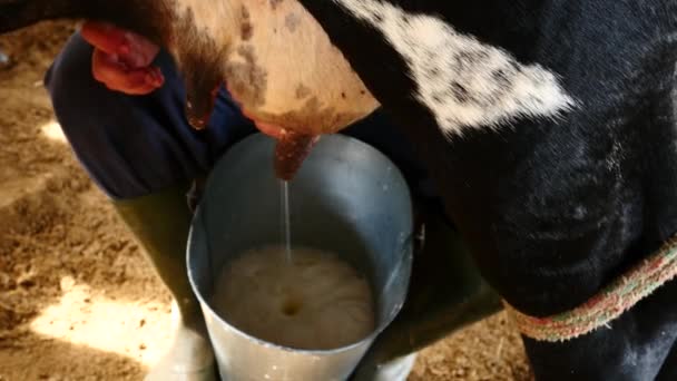 Man mjölkar en ko — Stockvideo