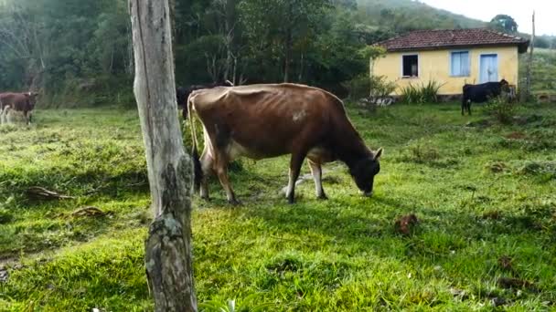 Vacas pastando en el campo — Vídeo de stock