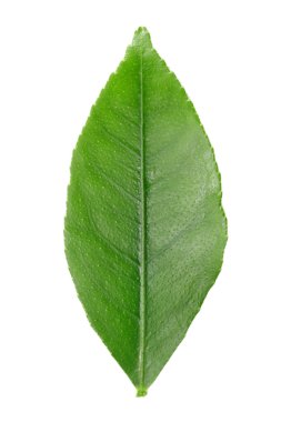 Limon yaprak Isolated beyaz arka planda kırpma yolu