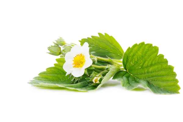 Strawberry flower and leaves isolated on the white background — Stock Photo, Image