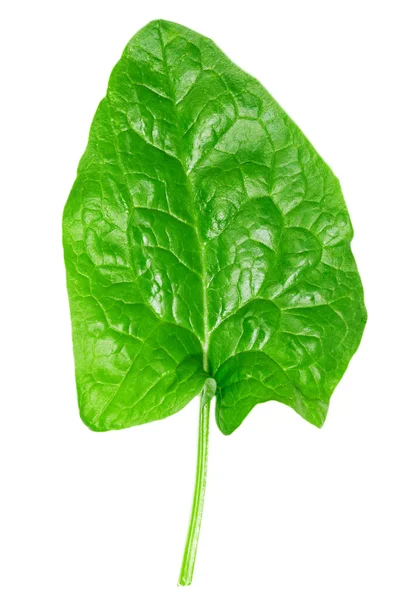 beyaz zemin üzerine yeşil ıspanak yaprağı