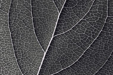 Desen arka plan yaprakların