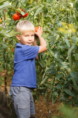 Bahçede domates tutan şirin küçük çocuk